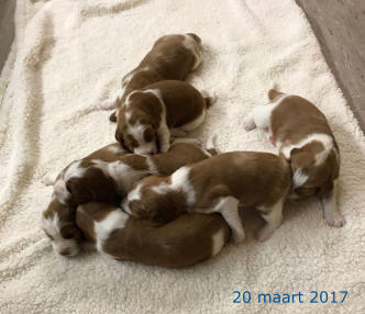20 maart 2017