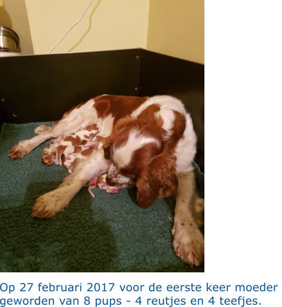 Op 27 februari 2017 voor de eerste keer moeder  geworden van 8 pups - 4 reutjes en 4 teefjes.